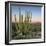 Organ Pipe Cactus at Dusk Crop-Alan Majchrowicz-Framed Photographic Print