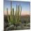 Organ Pipe Cactus at Dusk Crop-Alan Majchrowicz-Mounted Photographic Print