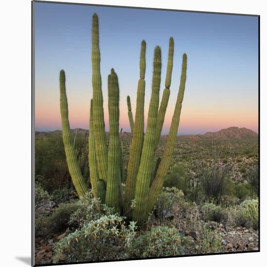 Organ Pipe Cactus at Dusk Crop-Alan Majchrowicz-Mounted Photographic Print