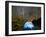 Organ pipe cactus at night with Geminid Meteor Shower, Organ Pipe Cactus National Monument, Arizona-Michael Nolan-Framed Photographic Print