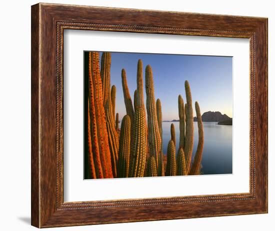 Organ pipe cactus (Cereus thurberi) on seashore and Isla del Carmen at dawn, Loreto, Baja Califo...-Panoramic Images-Framed Photographic Print