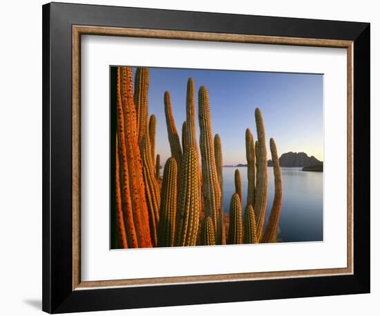 Organ pipe cactus (Cereus thurberi) on seashore and Isla del Carmen at dawn, Loreto, Baja Califo...-Panoramic Images-Framed Photographic Print
