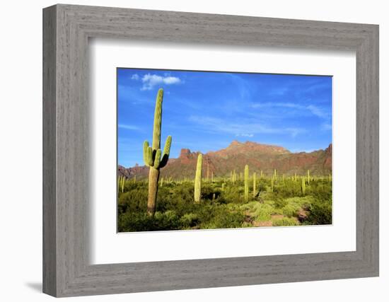 Organ Pipe Cactus National Monument, Ajo Mountain Drive in the Desert-Richard Wright-Framed Photographic Print