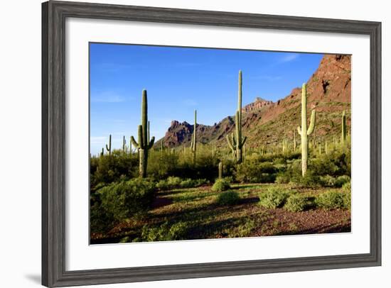 Organ Pipe Cactus National Monument, Ajo Mountain Drive in the Desert-Richard Wright-Framed Photographic Print