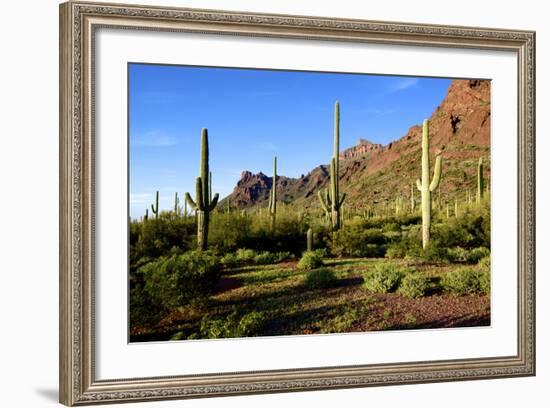 Organ Pipe Cactus National Monument, Ajo Mountain Drive in the Desert-Richard Wright-Framed Photographic Print