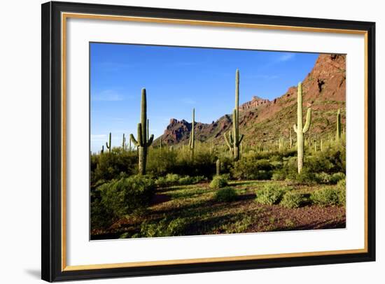 Organ Pipe Cactus National Monument, Ajo Mountain Drive in the Desert-Richard Wright-Framed Photographic Print