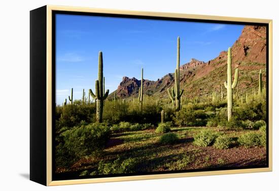 Organ Pipe Cactus National Monument, Ajo Mountain Drive in the Desert-Richard Wright-Framed Premier Image Canvas