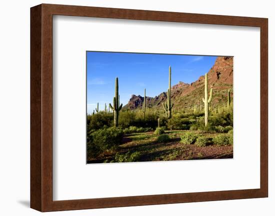 Organ Pipe Cactus National Monument, Ajo Mountain Drive in the Desert-Richard Wright-Framed Photographic Print