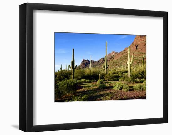 Organ Pipe Cactus National Monument, Ajo Mountain Drive in the Desert-Richard Wright-Framed Photographic Print