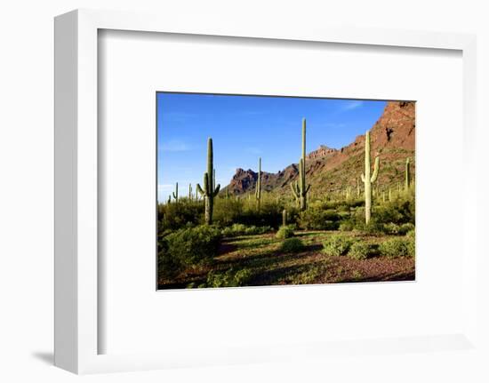 Organ Pipe Cactus National Monument, Ajo Mountain Drive in the Desert-Richard Wright-Framed Photographic Print