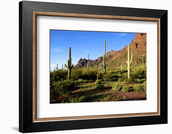 Organ Pipe Cactus National Monument, Ajo Mountain Drive in the Desert-Richard Wright-Framed Photographic Print