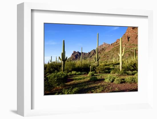 Organ Pipe Cactus National Monument, Ajo Mountain Drive in the Desert-Richard Wright-Framed Photographic Print