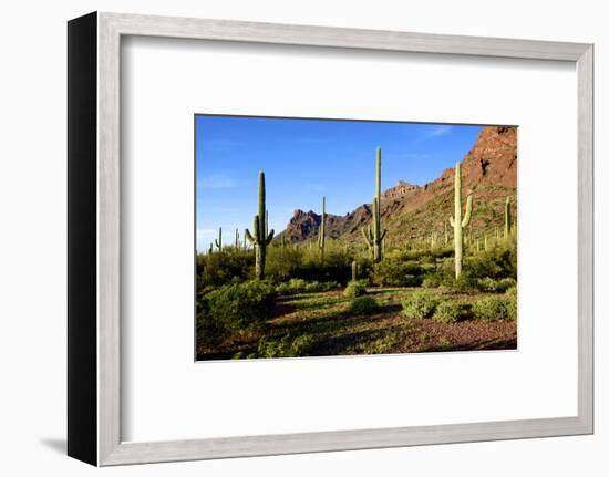 Organ Pipe Cactus National Monument, Ajo Mountain Drive in the Desert-Richard Wright-Framed Photographic Print