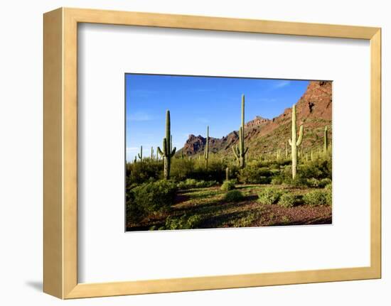 Organ Pipe Cactus National Monument, Ajo Mountain Drive in the Desert-Richard Wright-Framed Photographic Print