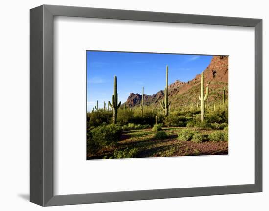 Organ Pipe Cactus National Monument, Ajo Mountain Drive in the Desert-Richard Wright-Framed Photographic Print