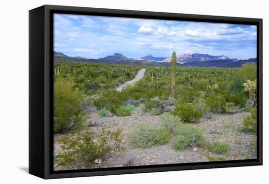 Organ Pipe Cactus National Monument, Ajo Mountain Drive in the Desert-Richard Wright-Framed Premier Image Canvas