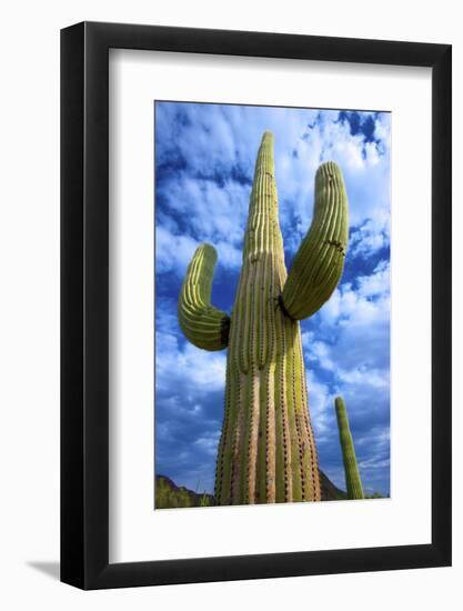 Organ Pipe Cactus National Monument, Ajo Mountain Drive in the Desert-Richard Wright-Framed Photographic Print