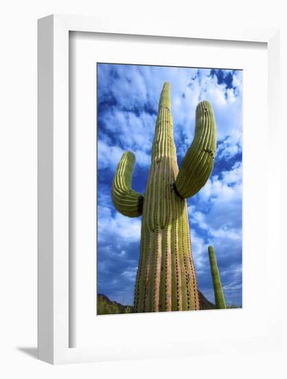 Organ Pipe Cactus National Monument, Ajo Mountain Drive in the Desert-Richard Wright-Framed Photographic Print