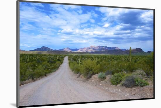 Organ Pipe Cactus National Monument, Ajo Mountain Drive in the Desert-Richard Wright-Mounted Photographic Print