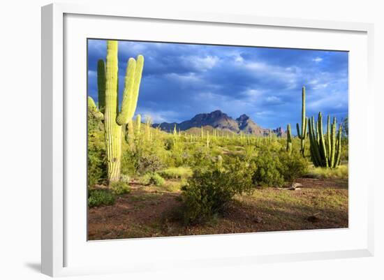 Organ Pipe Cactus National Monument, Ajo Mountain Drive in the Desert-Richard Wright-Framed Photographic Print