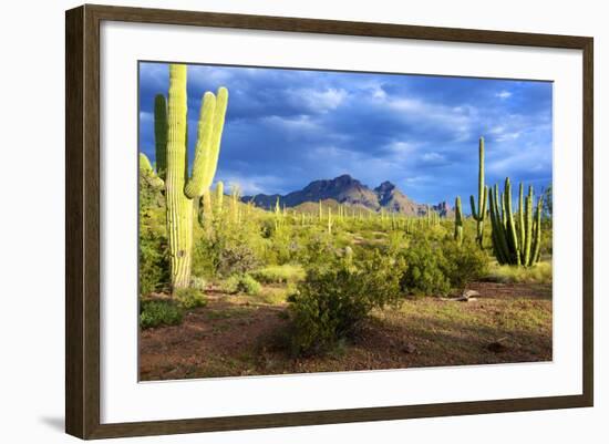 Organ Pipe Cactus National Monument, Ajo Mountain Drive in the Desert-Richard Wright-Framed Photographic Print