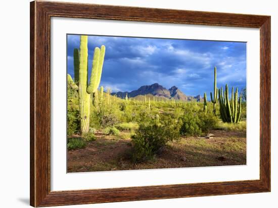 Organ Pipe Cactus National Monument, Ajo Mountain Drive in the Desert-Richard Wright-Framed Photographic Print