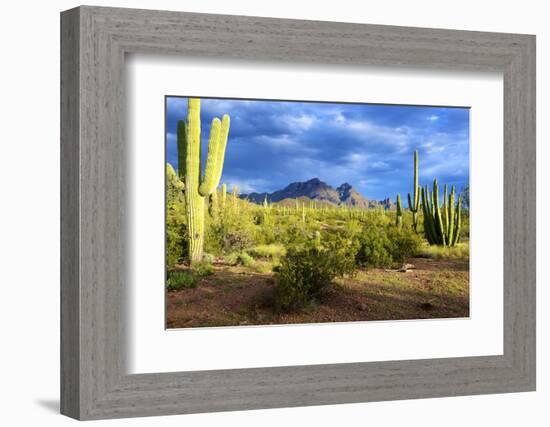 Organ Pipe Cactus National Monument, Ajo Mountain Drive in the Desert-Richard Wright-Framed Photographic Print