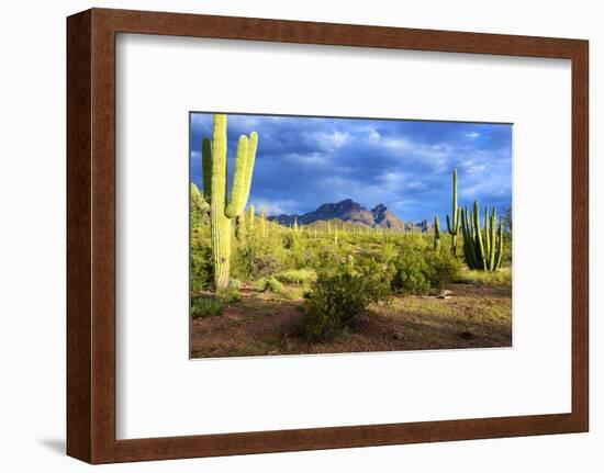 Organ Pipe Cactus National Monument, Ajo Mountain Drive in the Desert-Richard Wright-Framed Photographic Print