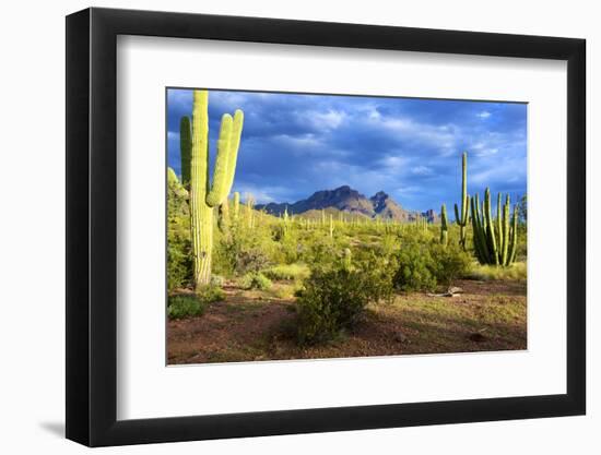 Organ Pipe Cactus National Monument, Ajo Mountain Drive in the Desert-Richard Wright-Framed Photographic Print