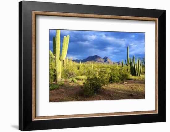 Organ Pipe Cactus National Monument, Ajo Mountain Drive in the Desert-Richard Wright-Framed Photographic Print