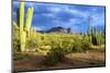 Organ Pipe Cactus National Monument, Ajo Mountain Drive in the Desert-Richard Wright-Mounted Photographic Print