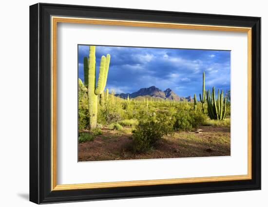 Organ Pipe Cactus National Monument, Ajo Mountain Drive in the Desert-Richard Wright-Framed Photographic Print