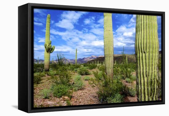Organ Pipe Cactus National Monument, Ajo Mountain Drive in the Desert-Richard Wright-Framed Premier Image Canvas