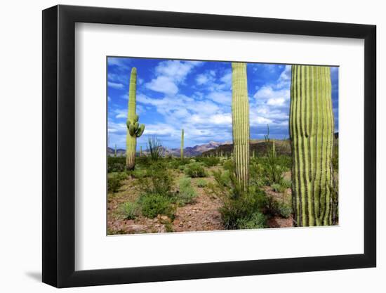 Organ Pipe Cactus National Monument, Ajo Mountain Drive in the Desert-Richard Wright-Framed Photographic Print