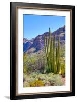Organ Pipe Cactus National Monument-Anton Foltin-Framed Photographic Print