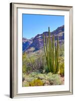Organ Pipe Cactus National Monument-Anton Foltin-Framed Photographic Print
