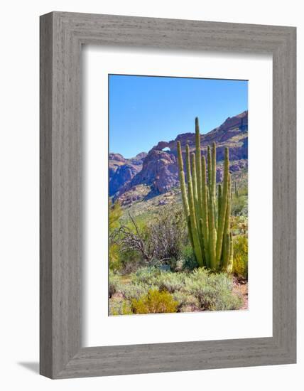 Organ Pipe Cactus National Monument-Anton Foltin-Framed Photographic Print