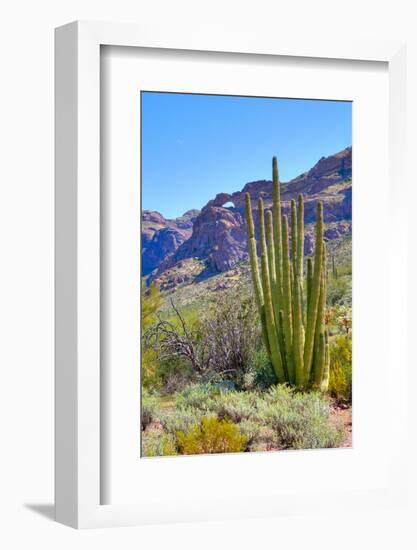 Organ Pipe Cactus National Monument-Anton Foltin-Framed Photographic Print