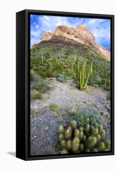 Organ Pipe Cactus NM, Ajo Mountain Drive Winds Through the Desert-Richard Wright-Framed Premier Image Canvas