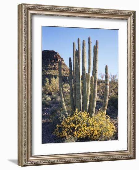 Organ Pipe Cactus Nm, Brittlebush and Organ Pipe Cactus in the Ajo Mts-Christopher Talbot Frank-Framed Photographic Print