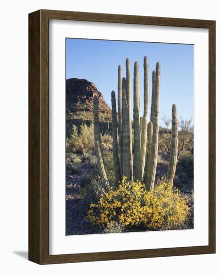 Organ Pipe Cactus Nm, Brittlebush and Organ Pipe Cactus in the Ajo Mts-Christopher Talbot Frank-Framed Photographic Print