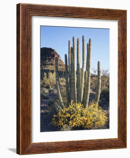 Organ Pipe Cactus Nm, Brittlebush and Organ Pipe Cactus in the Ajo Mts-Christopher Talbot Frank-Framed Photographic Print