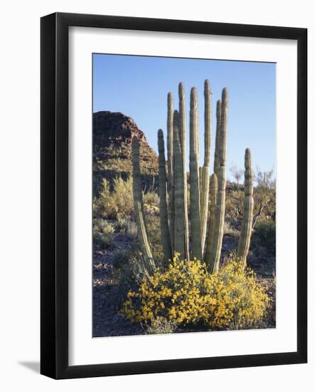 Organ Pipe Cactus Nm, Brittlebush and Organ Pipe Cactus in the Ajo Mts-Christopher Talbot Frank-Framed Photographic Print