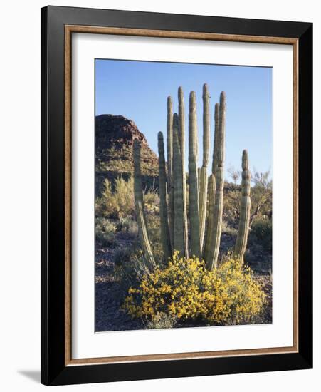 Organ Pipe Cactus Nm, Brittlebush and Organ Pipe Cactus in the Ajo Mts-Christopher Talbot Frank-Framed Photographic Print