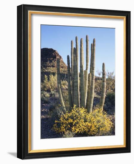 Organ Pipe Cactus Nm, Brittlebush and Organ Pipe Cactus in the Ajo Mts-Christopher Talbot Frank-Framed Photographic Print