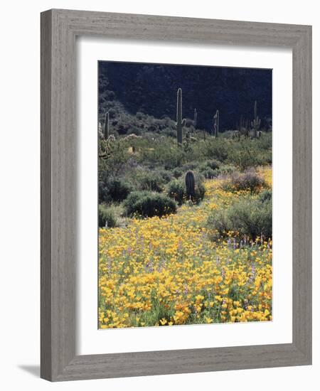 Organ Pipe Cactus Nm, California Poppy and Saguaro in the Ajo Mts-Christopher Talbot Frank-Framed Photographic Print