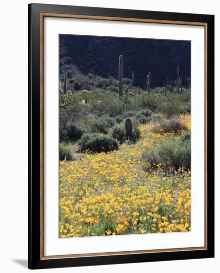 Organ Pipe Cactus Nm, California Poppy and Saguaro in the Ajo Mts-Christopher Talbot Frank-Framed Photographic Print