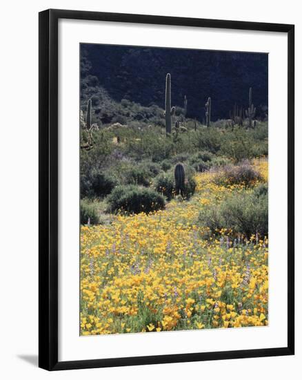 Organ Pipe Cactus Nm, California Poppy and Saguaro in the Ajo Mts-Christopher Talbot Frank-Framed Photographic Print