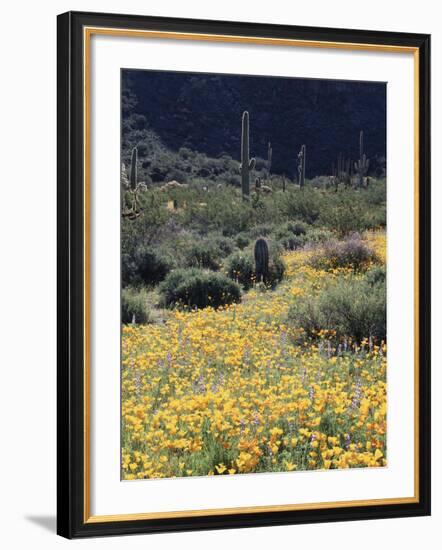 Organ Pipe Cactus Nm, California Poppy and Saguaro in the Ajo Mts-Christopher Talbot Frank-Framed Photographic Print