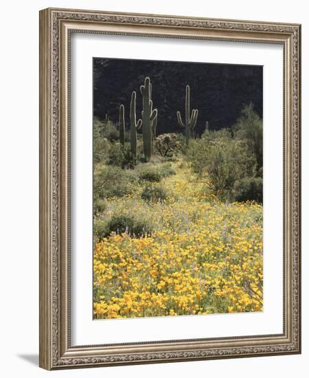 Organ Pipe Cactus Nm, California Poppy and Saguaro in the Ajo Mts-Christopher Talbot Frank-Framed Photographic Print